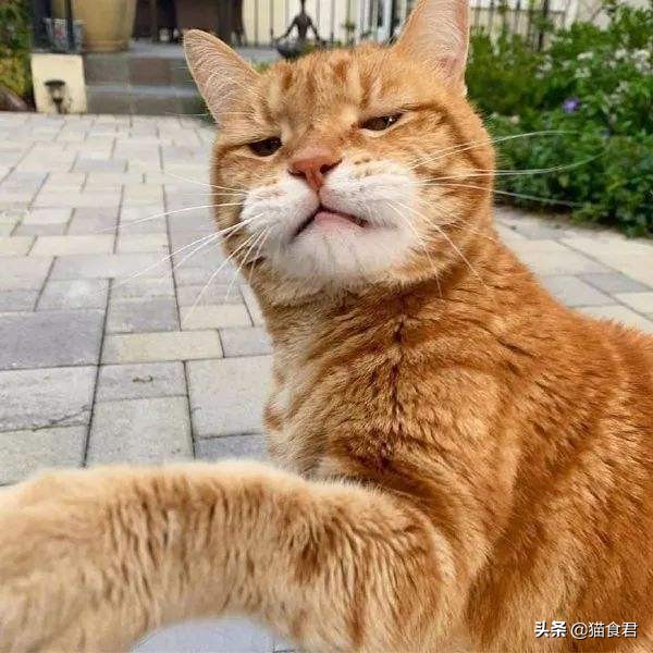 家里的猫咪调皮没规矩,主人该如何才能让它变得乖巧起来?