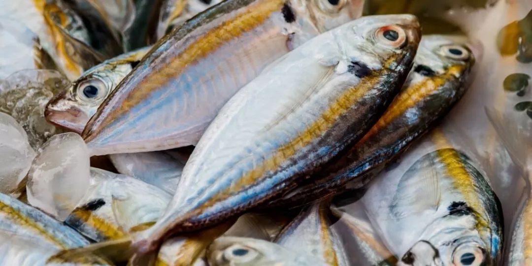 鱼油三大坑,警惕鱼油的三大误区