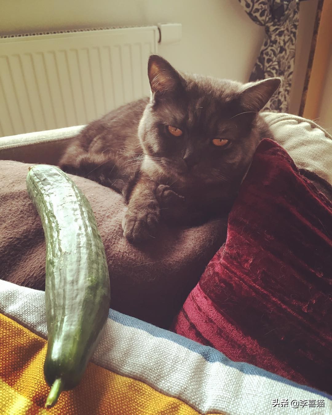 黄瓜吓唬猫会应激吗,盘点猫咪被黄瓜吓一跳的瞬间