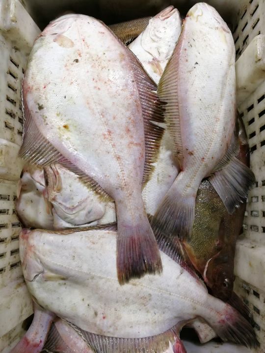 威海哪里有刚出海回来的海鲜,威海买海鲜哪里的新鲜便宜