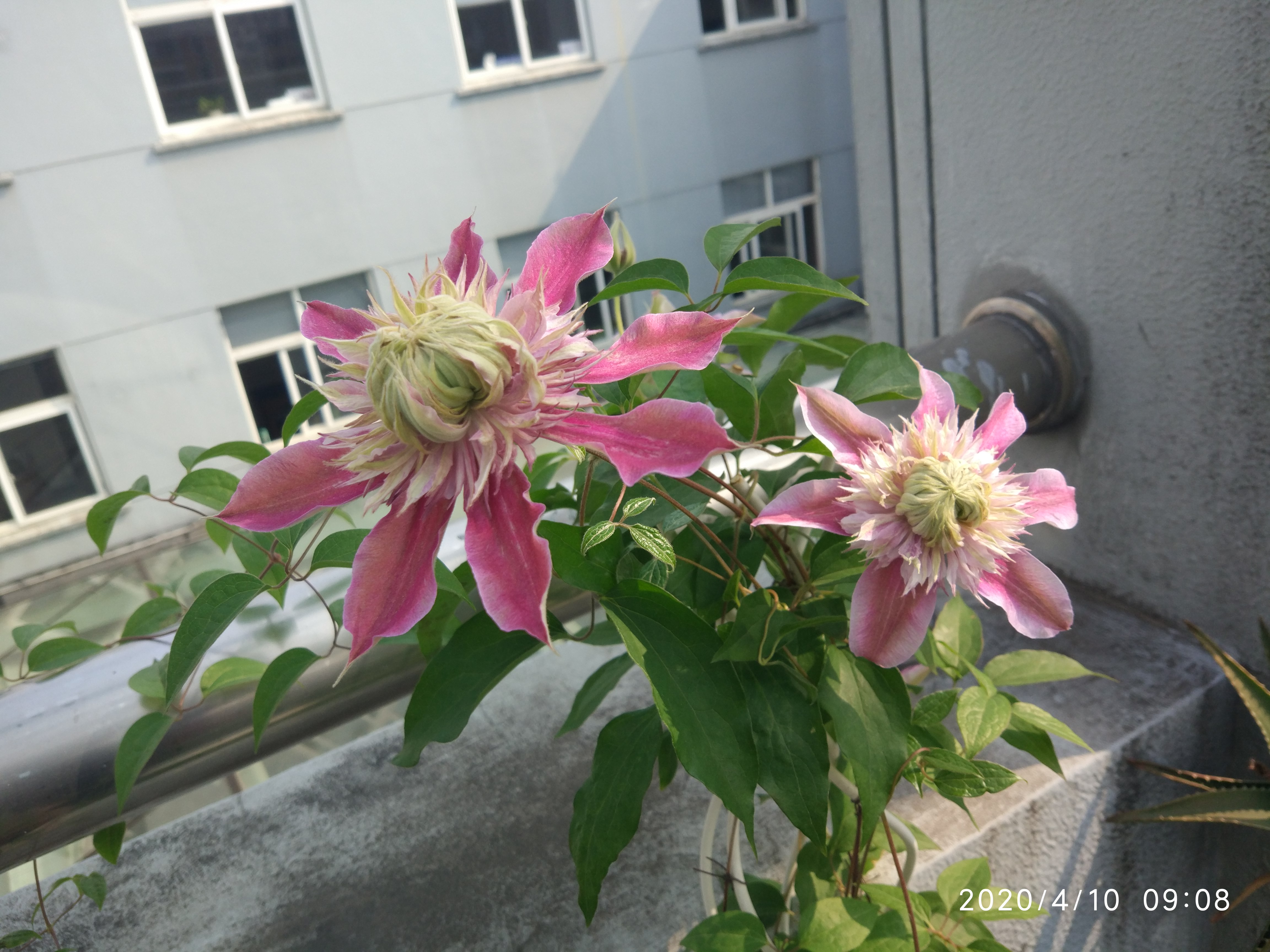 王药师清脉通,王药师的用药宝典