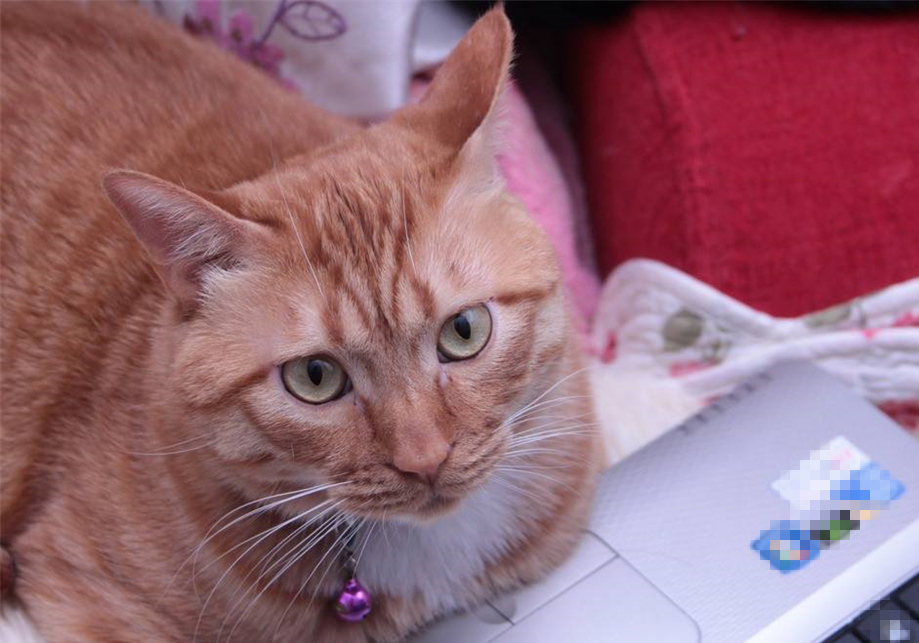 如果母猫不断奶会有乳腺炎,母猫断奶后需不需要打回奶针