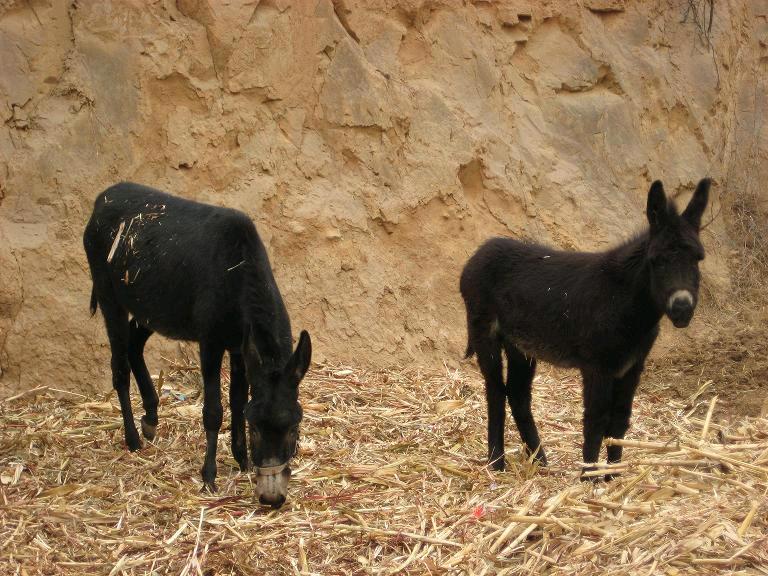 适合穷人养殖创业项目加盟,适合北方穷人养殖创业