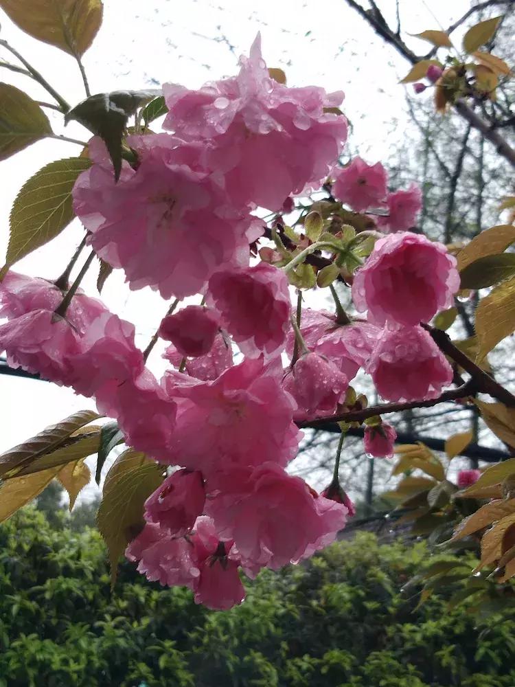 樱花雨飞儿乐队,樱花雨落