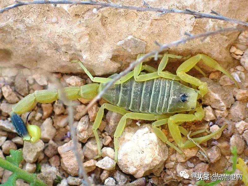 蝎子的全名叫什么,蝎子百科全书