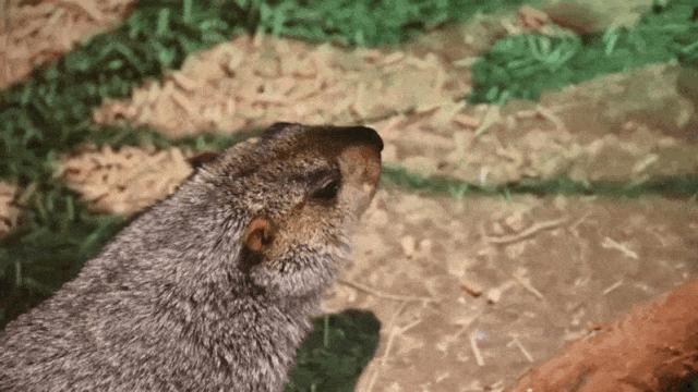 大连么么哒动物园 (大连小众动物园)