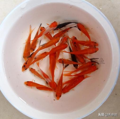 刚买回来的小金鱼没氧气怎么养,刚买回来的小金鱼沉不了底怎么办