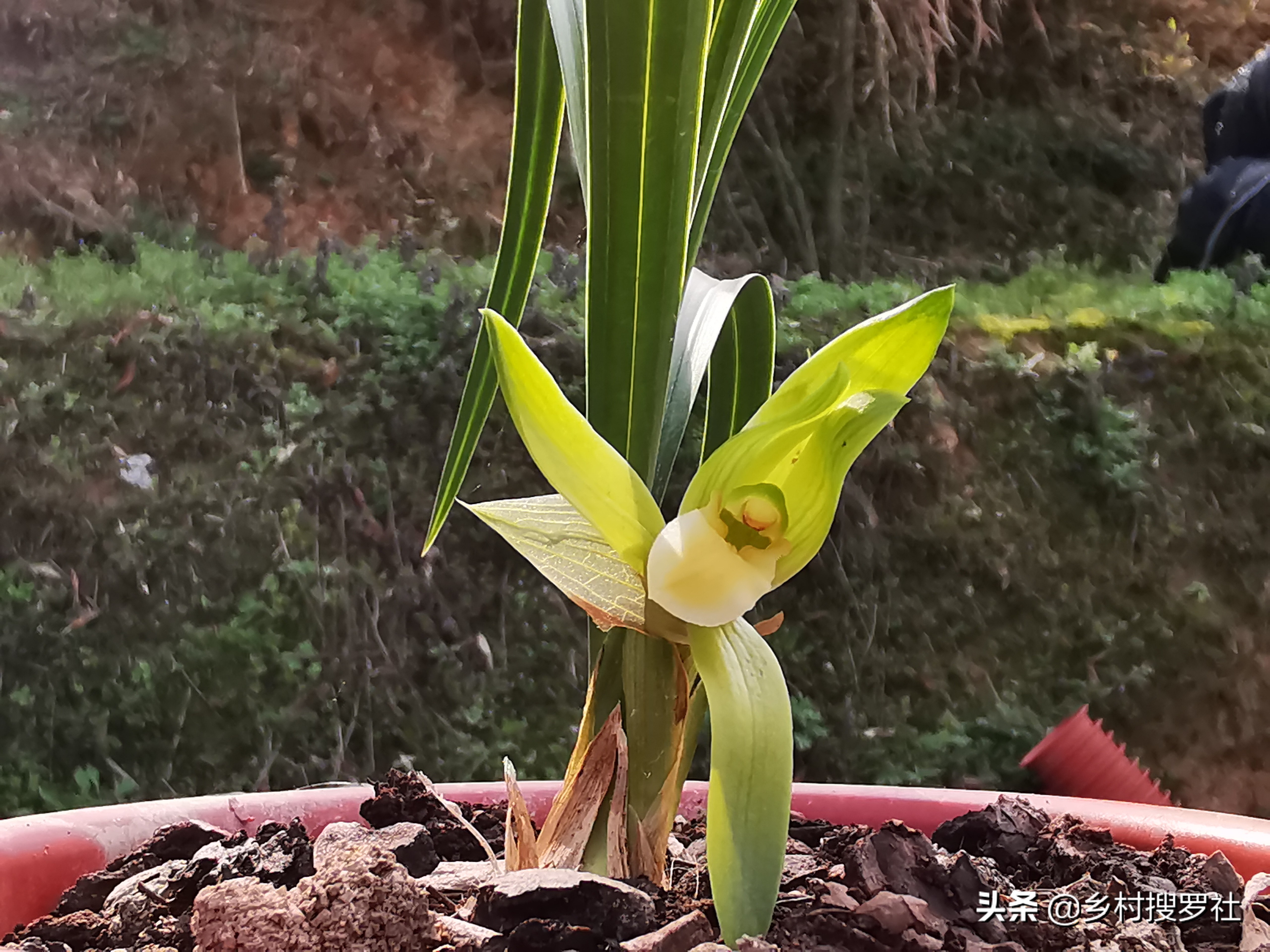 春兰开的都是素花怎么回事,春兰开素花好吗