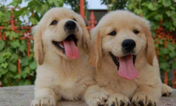 金毛每个阶段的喂食量是多少,金毛各个阶段狗粮吃多少