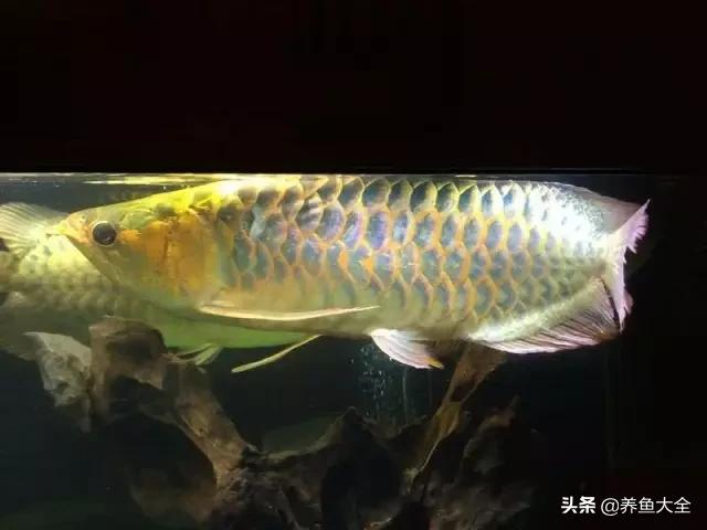 养金龙鱼过程马来西亚,马来西亚养金龙