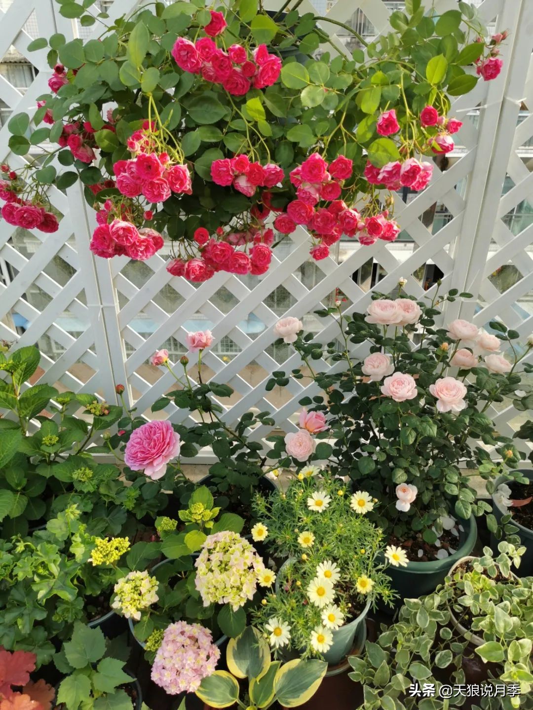 花友家的春花都开爆爆爆了，快来云赏花！（上）