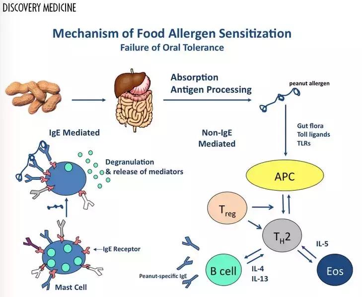 花生过敏对儿童带来的危害,小孩吃了煮花生过敏的症状