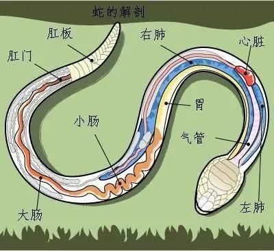 打蛇为什么要七寸,把头打烂没毒牙,还不够安全吗?