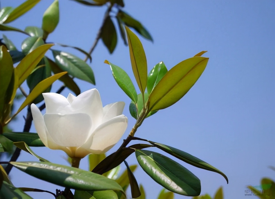 名贵树种——广玉兰植物非试管高效快繁