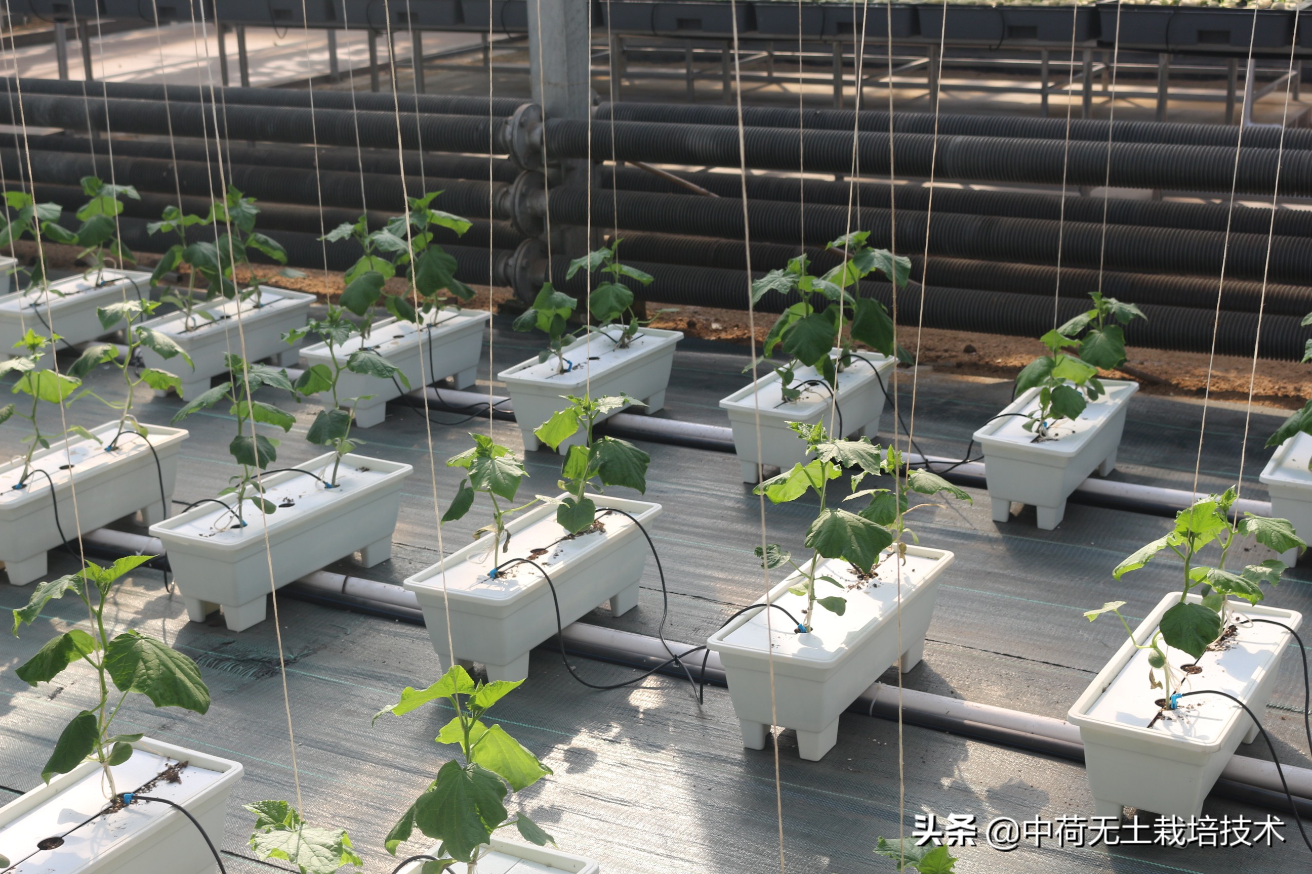 无土韭菜栽培技术,生菜无土栽培视频