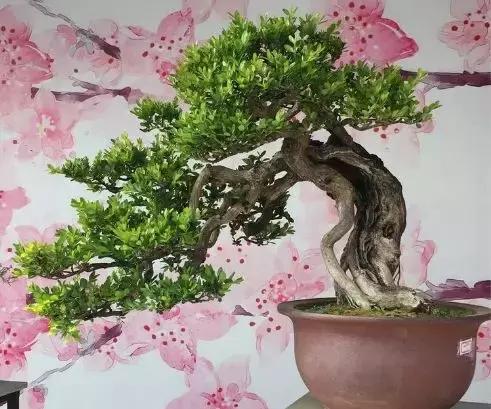 最值得收藏的六种盆景树种是哪些,西北盆景树种100种