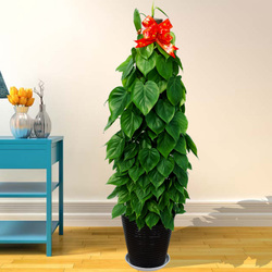 特别耐养的盆栽观叶绿植,叶片可以长很长的绿植