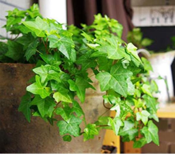 净化空气甲醛最怕的十种花,可以开花净化甲醛的盆栽