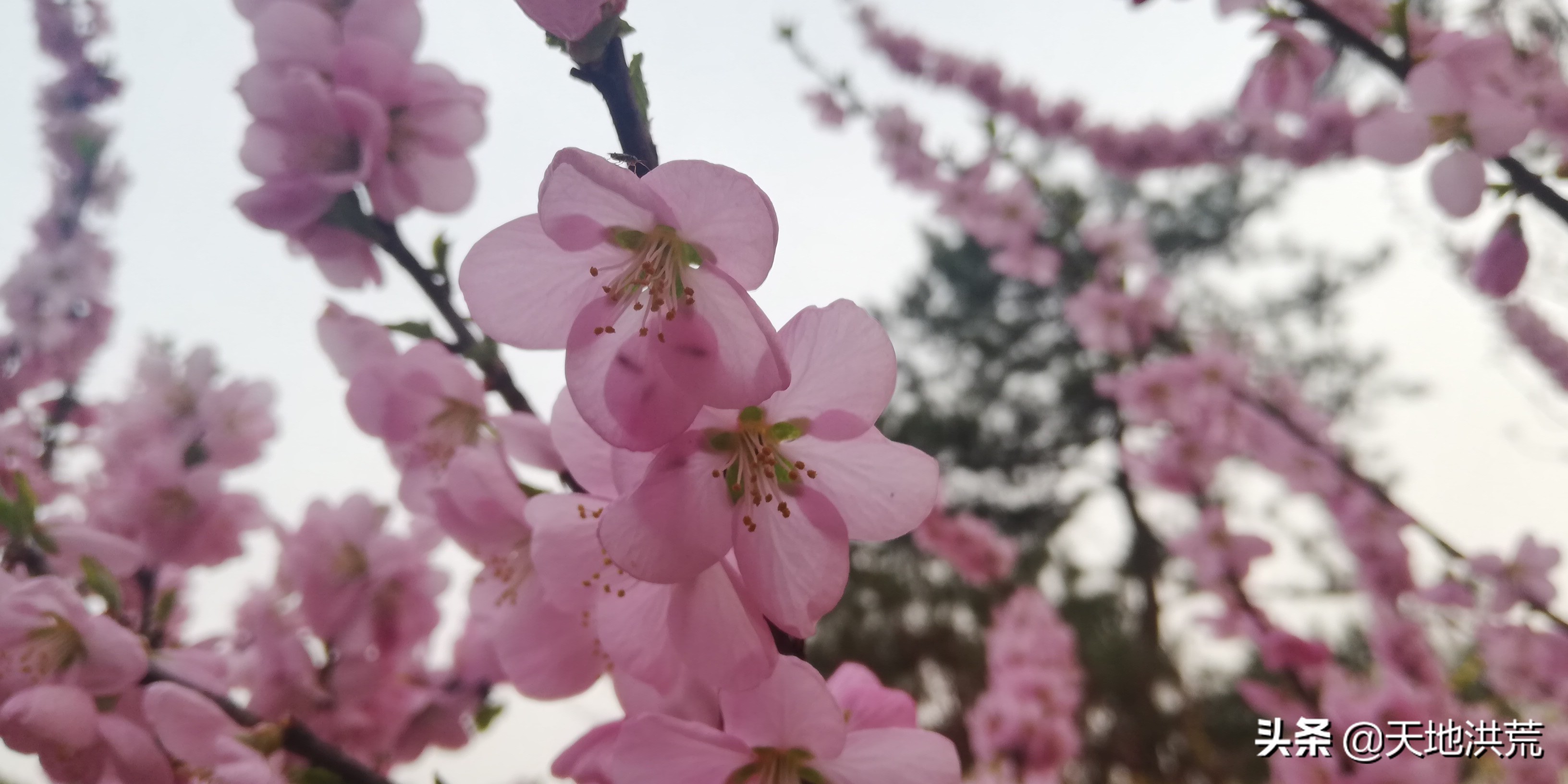 贺知章咏柳是小学几年级的,咏柳贺知章二年级下册