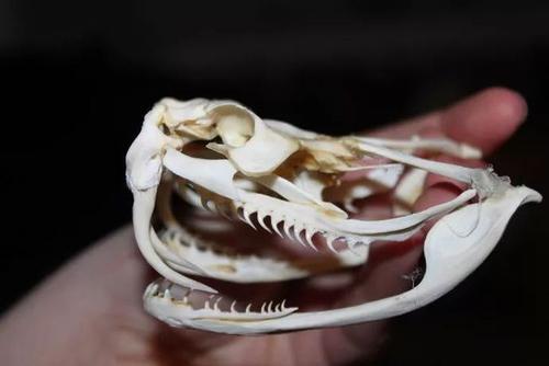 加蓬咝蝰的爬行速度有多快,加蓬咝蝰爬行速度