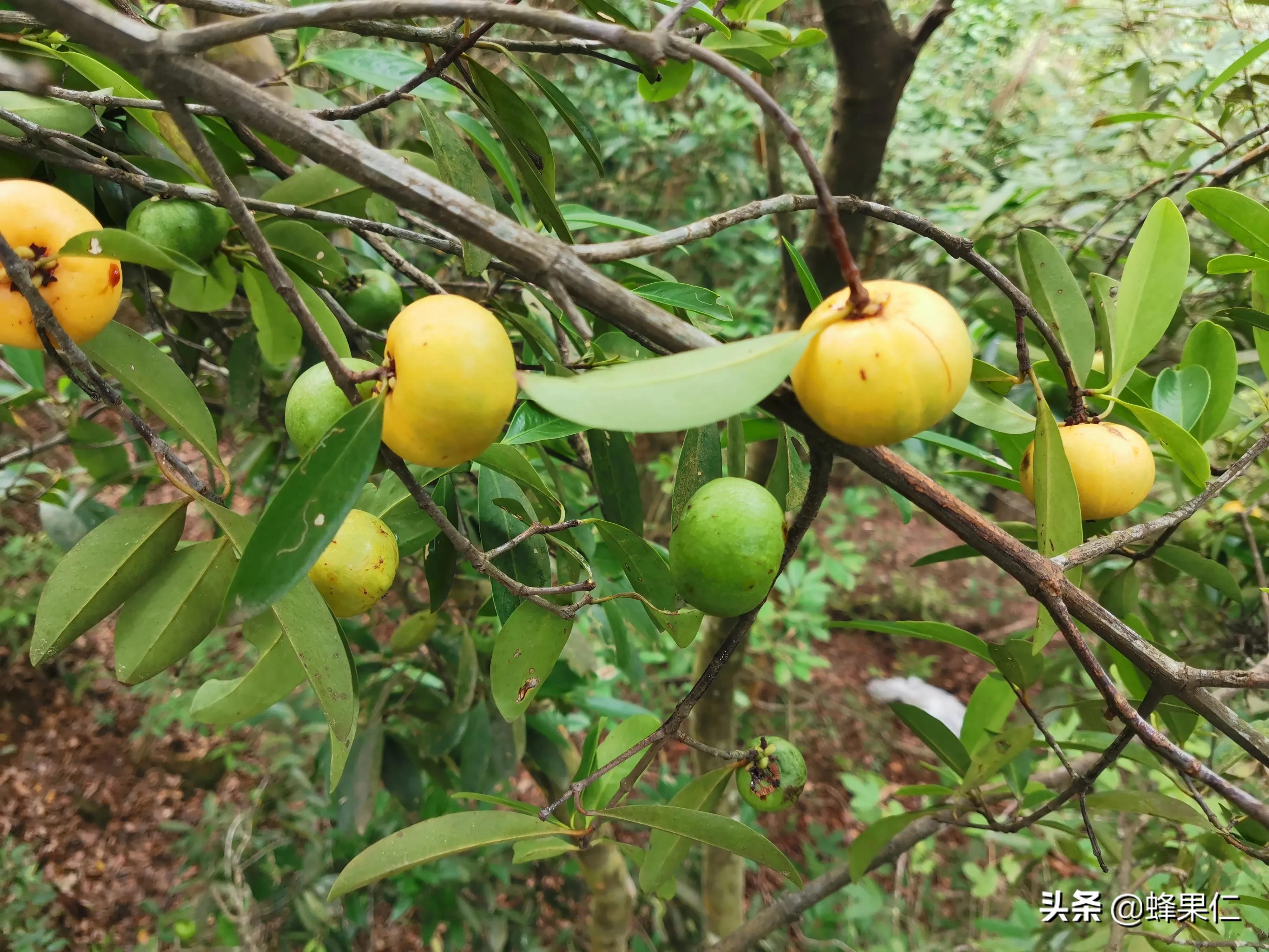 农村的所有野果,农村常见50种野果