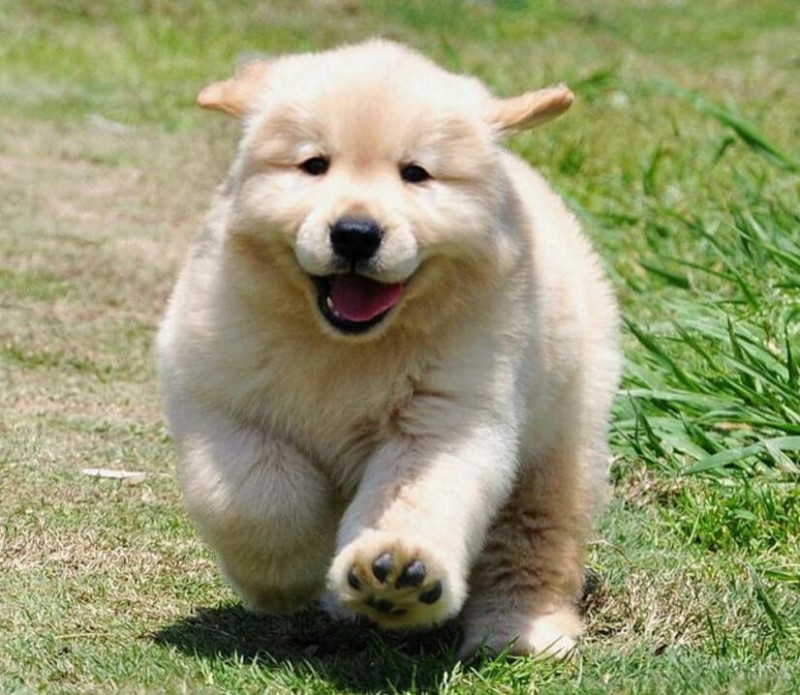 金毛幼犬如何训练定点大小便,4个月金毛定点大小便