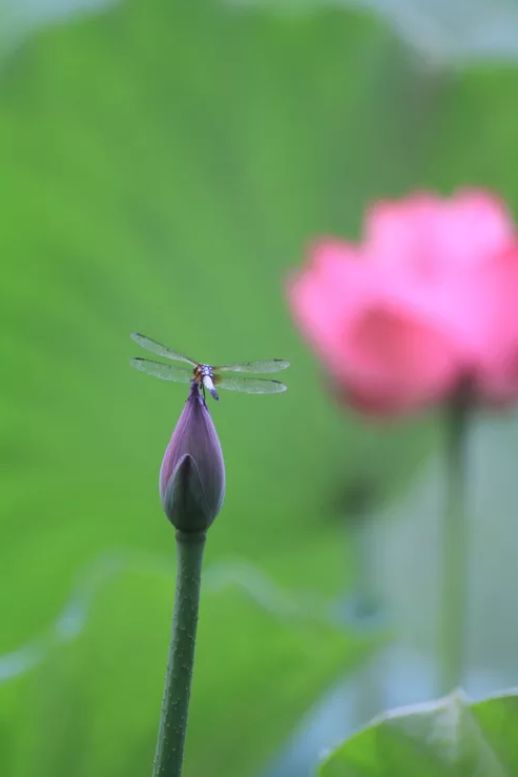 相逢在藕花深处的诗句,藕花深处等一场相逢