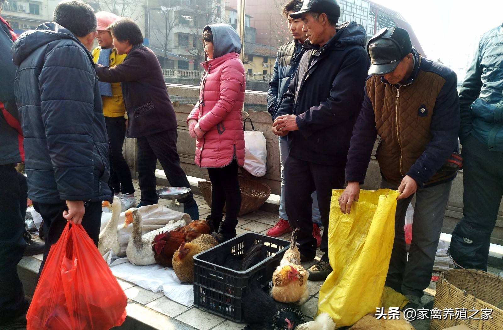 土鸡卖一元一只一年能赚180万,销售土鸡的正宗方法