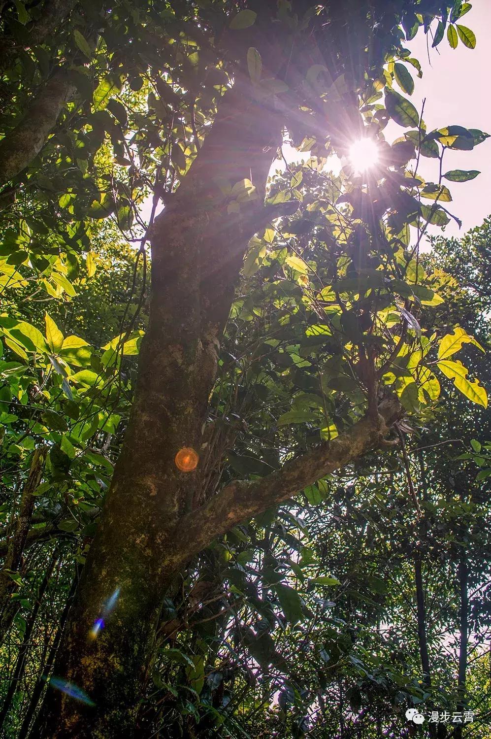 山海闽西南|乐吃、乐游、乐开怀！带上这份攻略，玩转云霄白石村~