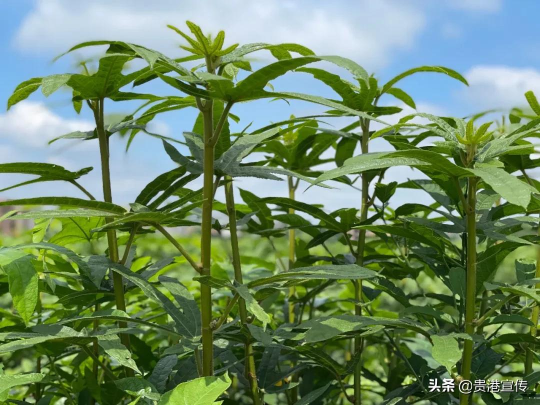 棒棒哒！贵港这个村致富有妙招