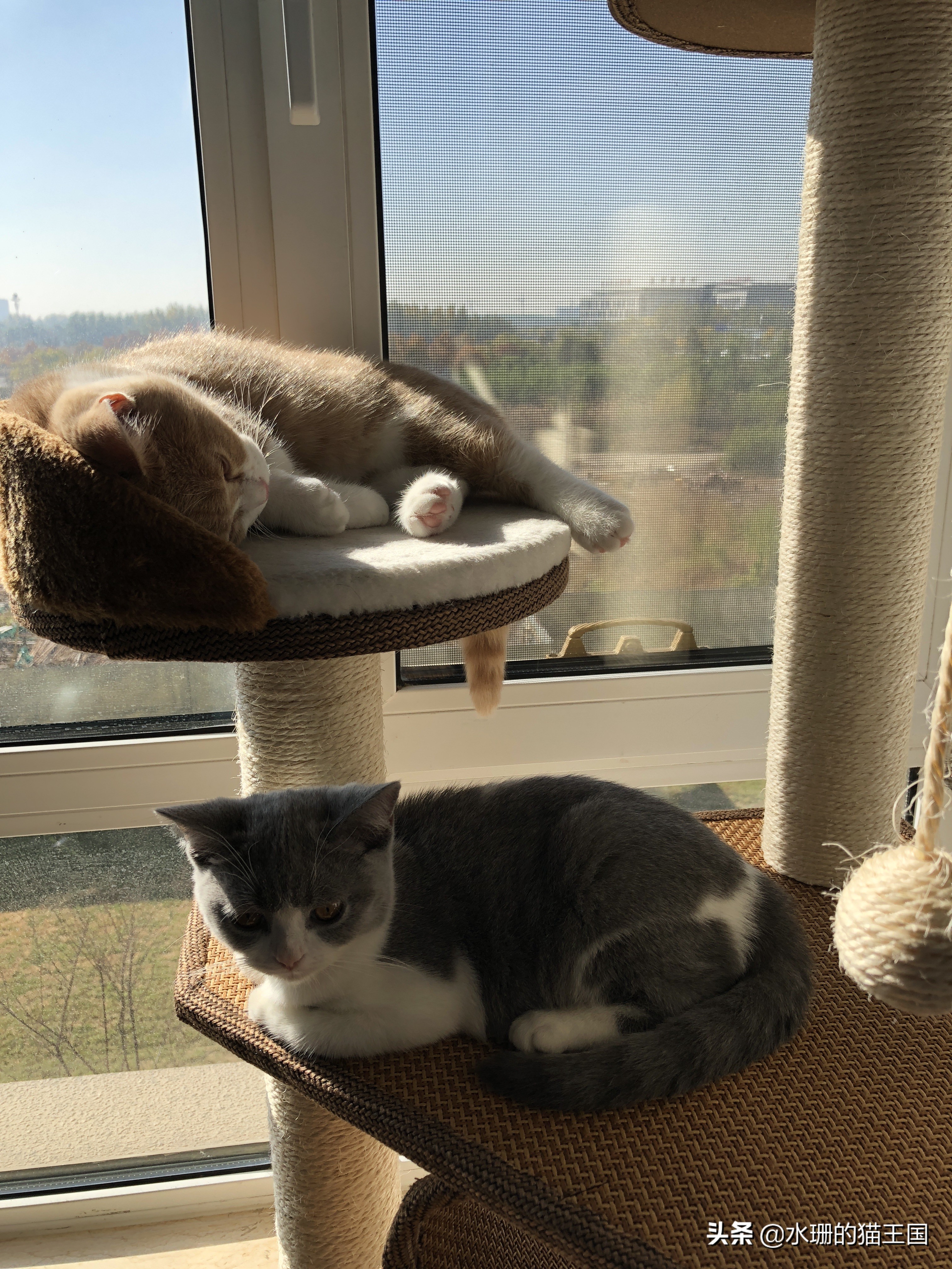 没有不磨爪爪的猫，可猫咪到处乱挠怎么破？看我家猫咪磨爪训练！