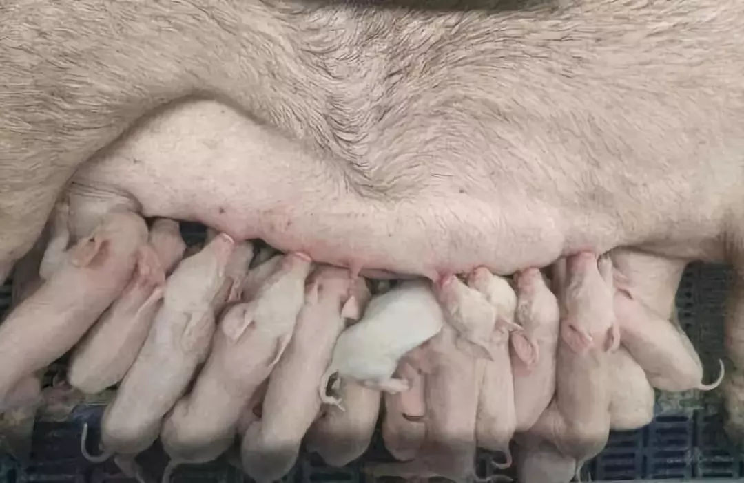 宝宝不打疫苗会怎样,现在小孩不打疫苗会怎么样