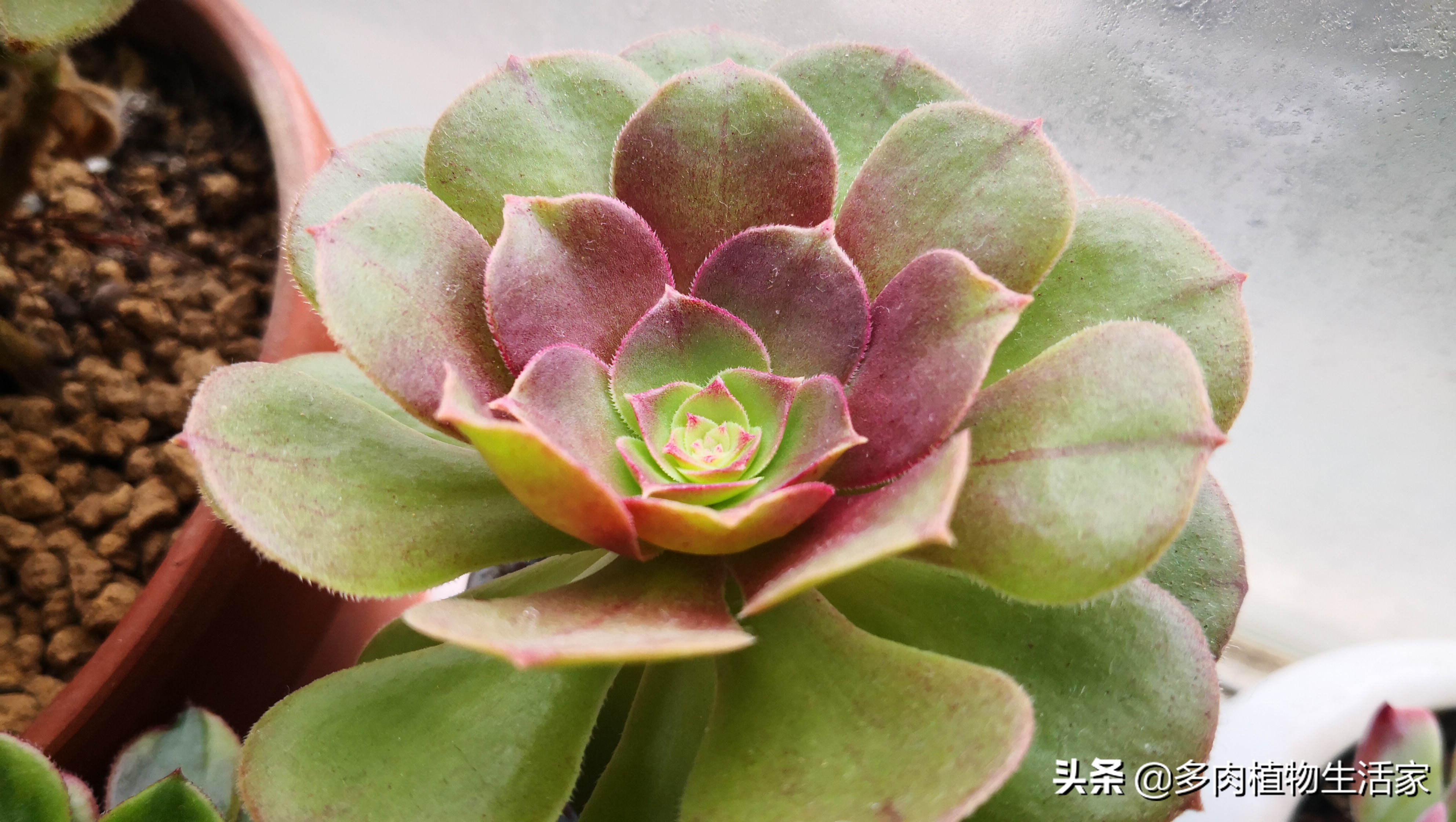 生石花多肉多久蜕皮,多肉生石花种子发芽过程