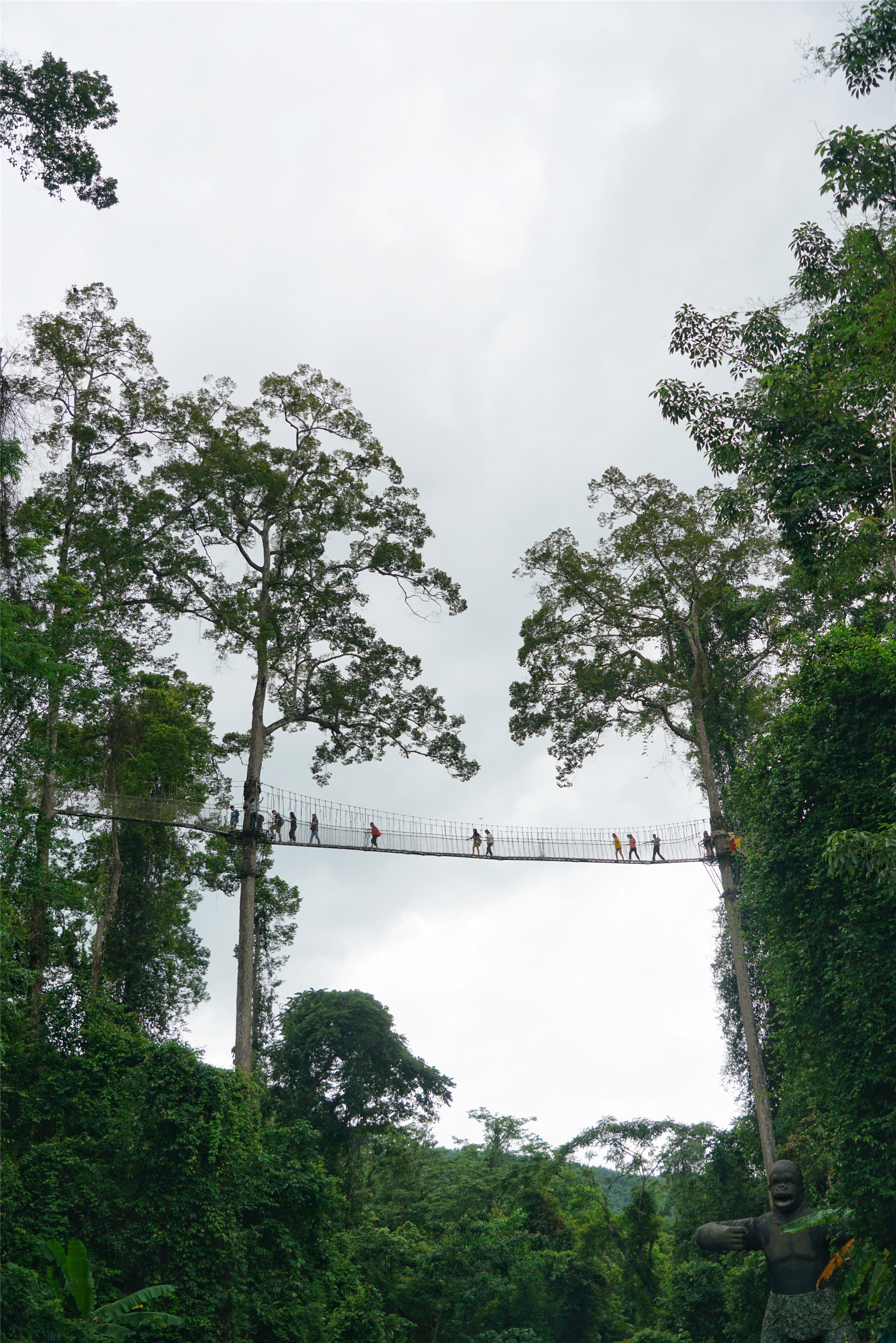热带雨林丛林深处望天树图片,热带雨林中的望天树