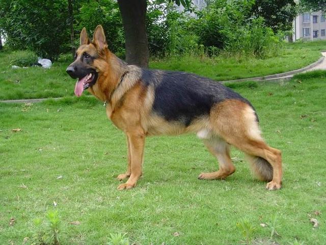 军犬和警用犬的区别,军警犬品种排名
