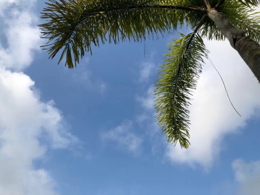 芳姐最后的下场,芳姐到底有没有死