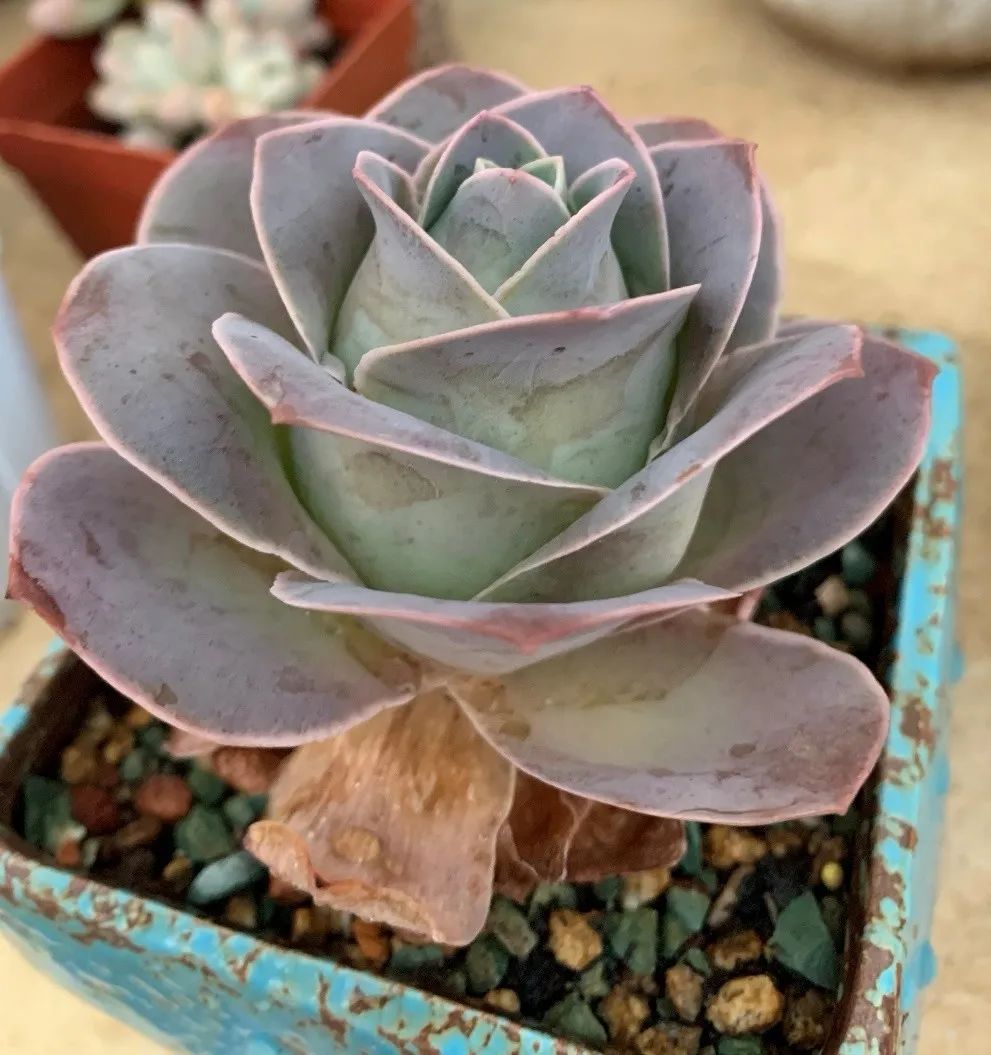 禁足的日子收获颇多,禁足