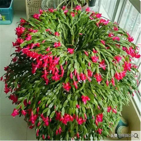 嫁接过后的蟹爪兰叶片打蔫,蟹爪兰扦插的叶片打蔫怎么办