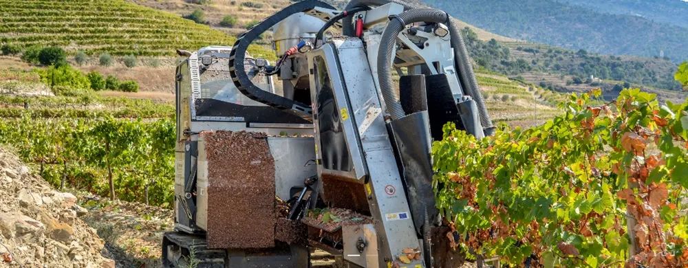 半甜型葡萄酒酿造过程,欧洲葡萄酒的酿造过程