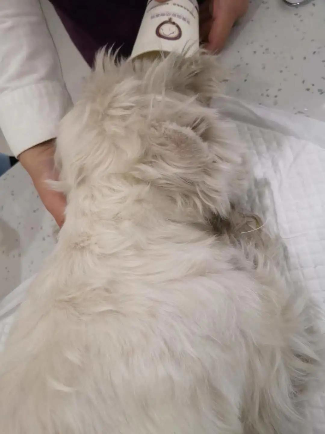 狗狗身上有肿块起脓是怎么回事,如果狗狗身上有虫子怎么办