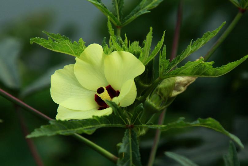 秋葵诗句经典名句,秋葵古诗