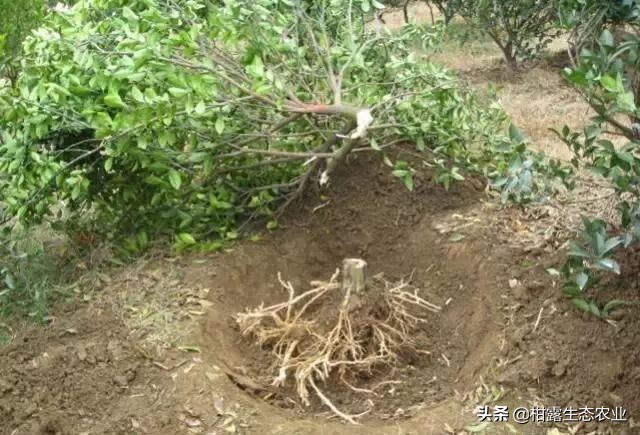 怎么判断柑橘树是黄龙病,如何防治黄龙病