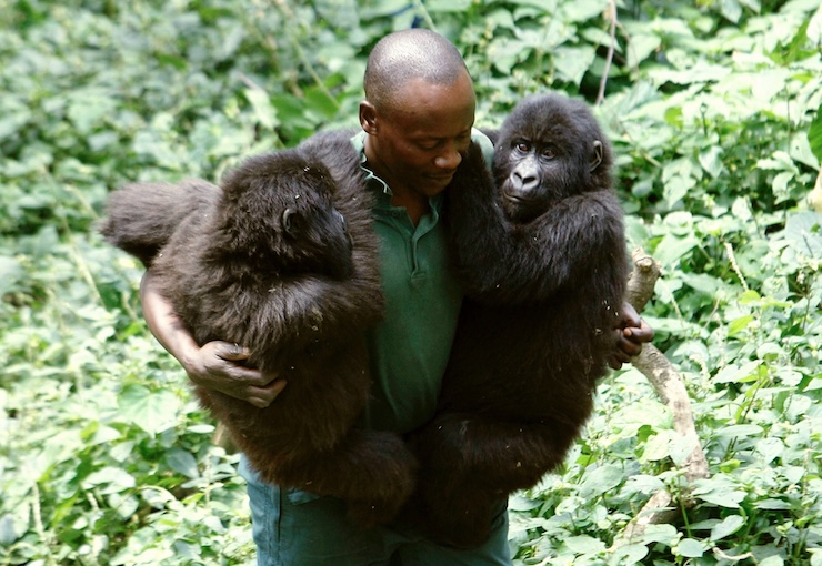 已死亡的著名大猩猩,年龄最大的大猩猩去世