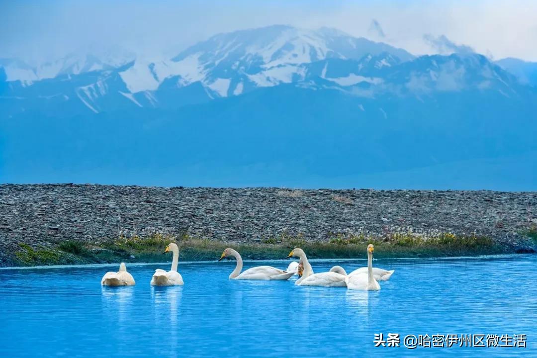 来听听*疆新**人怎么介绍*疆新**吧