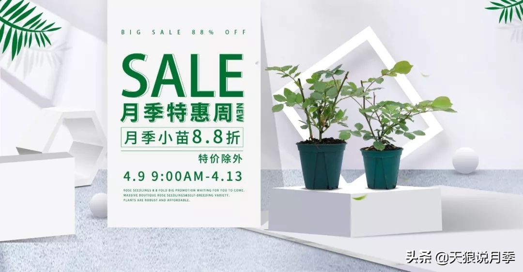 四月最浪漫的蔷薇花,最浪漫的四月花