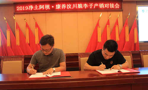 汶川脆红李子基地,阿坝州汶川甜脆晚熟李子