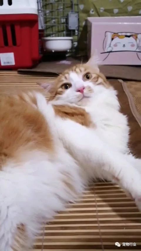 猫头部神经疾病,猫脑神经受损的原因