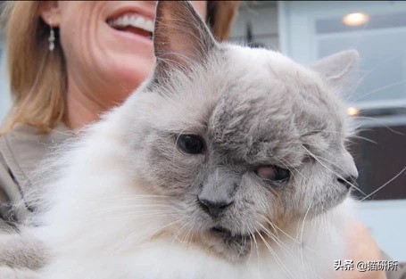 可爱又萌的小奶猫,软萌小奶猫全部视频