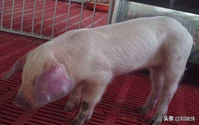 猪耳朵发红就一定是有病吗,猪耳朵发红就是猪瘟吗