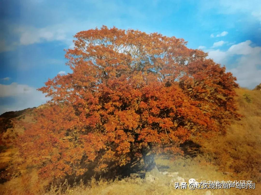 葫芦岛新闻今天,葫芦岛新闻1月17日